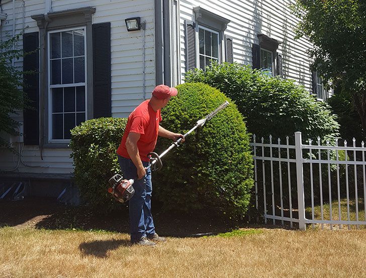 Shrub trimming and pruning services